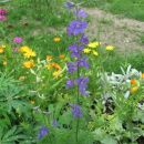 Delphinium - Ostrožnik
Avtor: linda rastline.mojforum.si