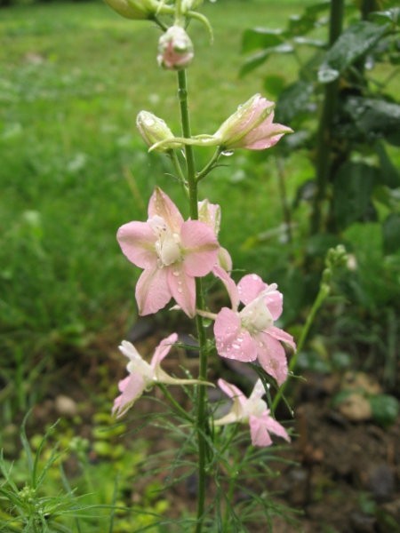 Delphinium - Ostrožnik
Avtor: linda rastline.mojforum.si