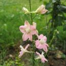Delphinium - Ostrožnik
Avtor: linda rastline.mojforum.si