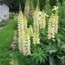 Lupinus - lupina, volčji bob