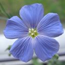 Linum - lan