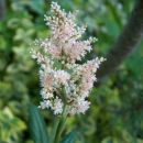 Astilbe - Astilba, vrtna kresnica