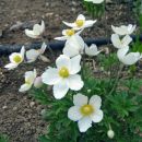 Anemone - Vetrnica, anemona