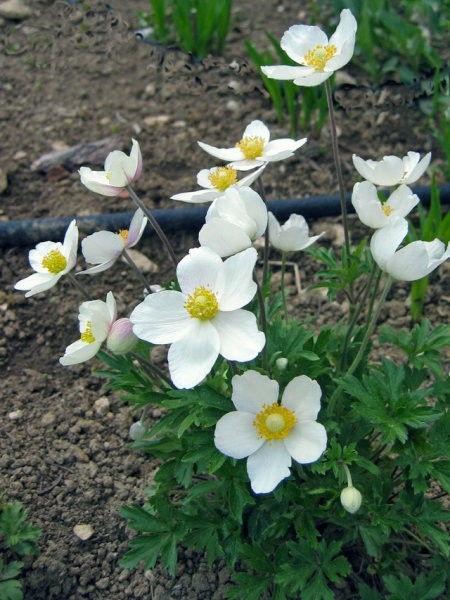 A.sylvestris - divja vetrnica, Avtor: zupka, www.rastline.mojforum.si
