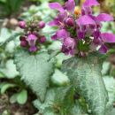 Lamium - Mrtva kopriva