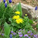 Doronicum - Divjakovec
