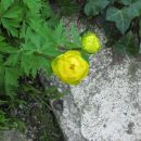 Trollius - Pogačica