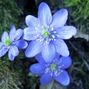 Hepatica - Jetrnik