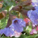 Pulmonaria - Pljučnik