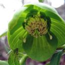 Helleborus - Teloh