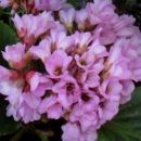 Bergenia - Bergenija