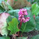 Bergenia - Bergenija
Avtor: magnolija, rastline.mojforum.si