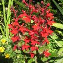 Lobelia - Lobelija