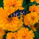 Coreopsis - Lepe očke, vretenčnik