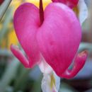 Dicentra - Srčki