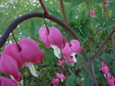 Dicentra - Srčki
Avtor: magnolija, www.rastline.mojforum.si