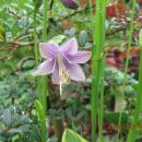 Hosta - Hosta
