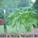 Hosta - Hosta, Avtor: romana, rastline.mojforum.si
