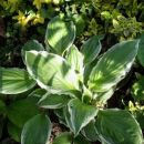 Hosta - Hosta
Avtor: katrinca
rastline.mojforum.si