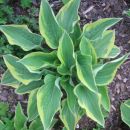 Hosta - Hosta
Avtor: Gretka*
rastline.mojforum.si