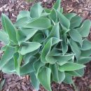 Hosta - Hosta
Avtor: Gretka*
rastline.mojforum.si