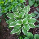 Hosta - Hosta, Avtor: muha rastline.mojforum.si