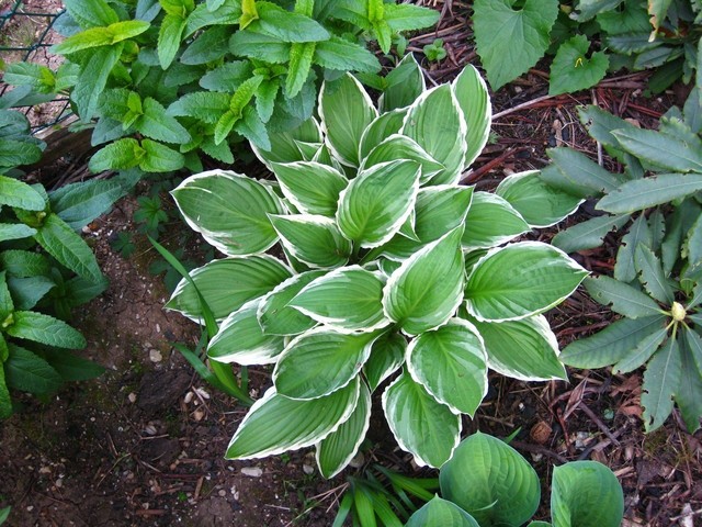 Hosta - Hosta, Avtor: muha rastline.mojforum.si