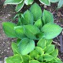 Hosta - Hosta, Avtor: muha rastline.mojforum.si