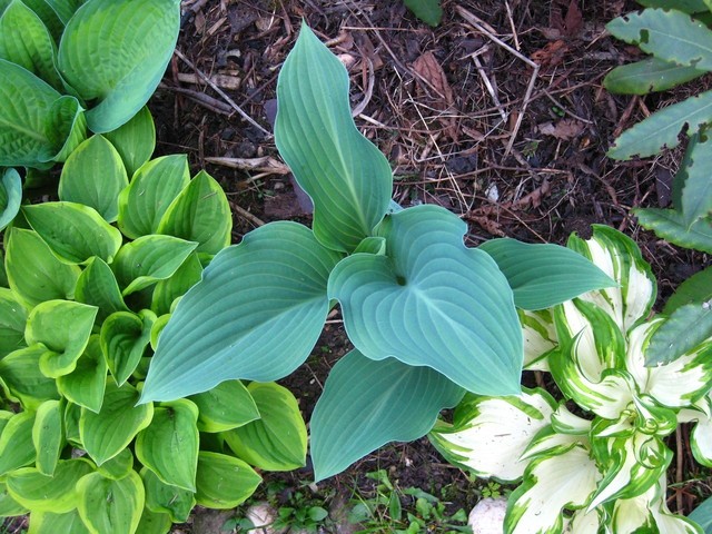 Hosta - Hosta, Avtor: muha rastline.mojforum.si