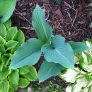 Hosta - Hosta, Avtor: muha rastline.mojforum.si