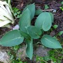 Hosta - Hosta, Avtor: muha rastline.mojforum.si
