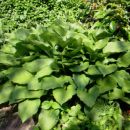 Hosta - Hosta
Avtor: katrinca
rastline.mojforum.si