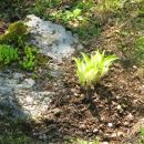 Hosta - Hosta, Avtor: magnolija rastline.mojforum.si