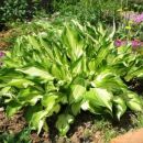 Hosta - Hosta, Avtor: magnolija rastline.mojforum.si
