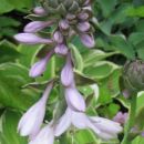 Hosta - Hosta, Avtor: Gretka*
rastline.mojforum.si