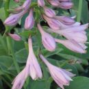 Hosta - Hosta, Avtor: Gretka*
rastline.mojforum.si