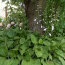 Hosta - Hosta Avtor: katrinca rastline.mojforum.si