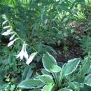 Hosta - Hosta Avtor: katrinca rastline.mojforum.si