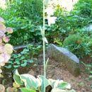 Hosta - Hosta Avtor: vrtnarka rastline.mojforum.si