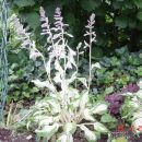 Hosta - Hosta Avtor: muha
rastline.mojforum.si