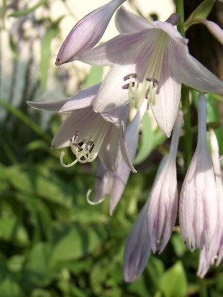 Hosta - Hosta Avtor: katrinca rastline.mojforum.si