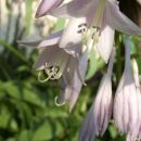 Hosta - Hosta Avtor: katrinca rastline.mojforum.si