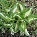 Hosta Undulata-Variegata 
Avtor: linda
rastline.mojforum.si