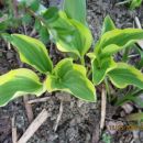 Hosta Patriot
 Avtor: linda rastline.mojforum.si