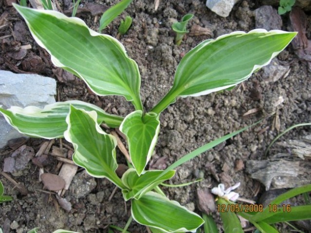 Hosta sp.Albomarginata 
 Avtor: linda rastline.mojforum.si