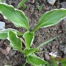 Hosta sp.Albomarginata 
 Avtor: linda rastline.mojforum.si