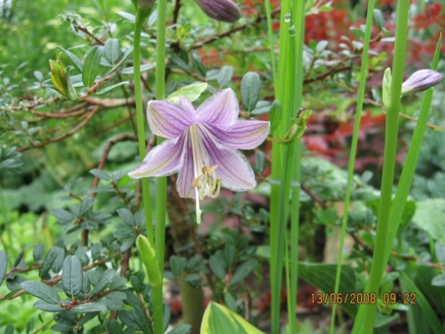 Hosta 
Avtor: linda rastline.mojforum.si