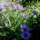 Centaurea  - Glavinec      rastline.moj...