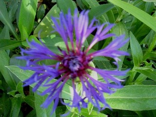 Centaurea - Glavinec, Avtor: katrinca, www.rastline.mojforum.si