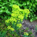 Euphorbia - Mleček 